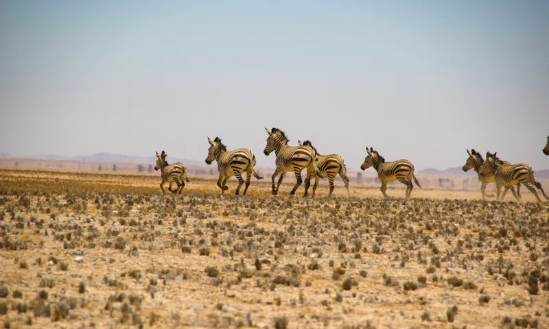 Welwitschia Trail 2