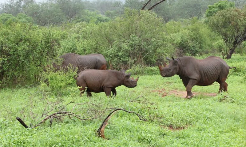 Rhino & Lion Sanctuary 4