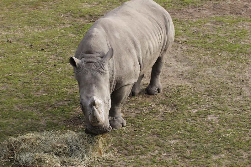 Rhino & Lion Sanctuary 2