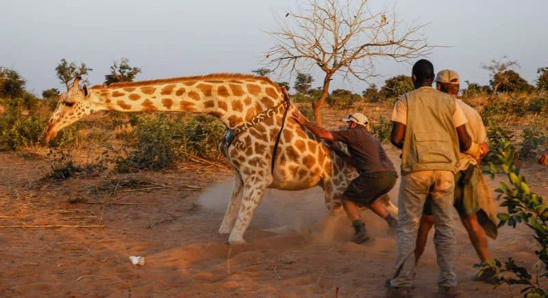 Cheetah Conservation Foundation 2