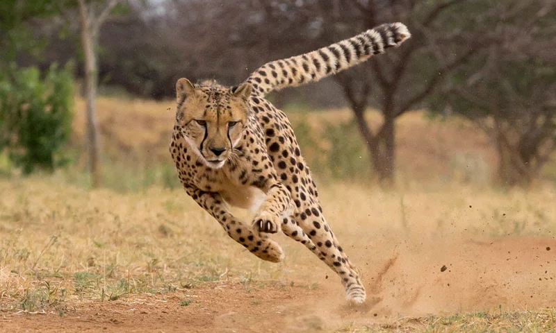 Cheetah Conservation Foundation 3