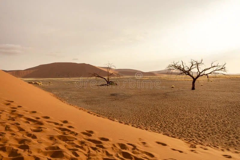 Big Daddy Dune 5