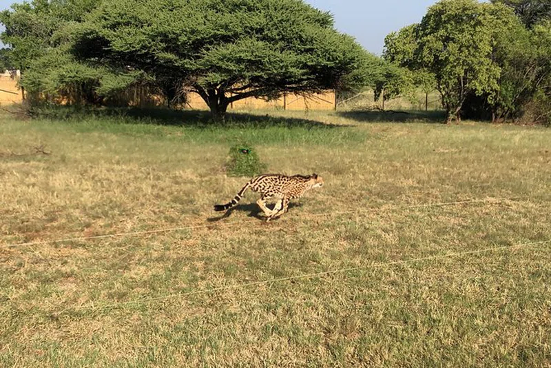 Ann Van Dyk Cheetah Centre 5