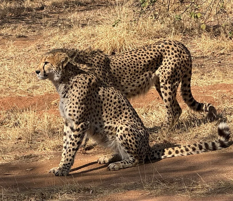 Ann Van Dyk Cheetah Centre 4