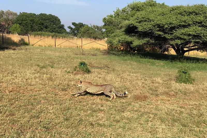 Ann Van Dyk Cheetah Centre 2