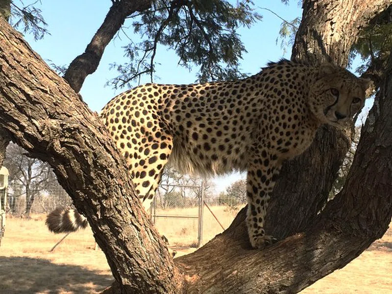 Ann Van Dyk Cheetah Centre 3