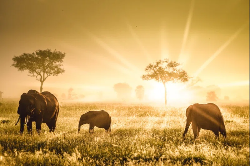 Southern Tarangire National Park 2