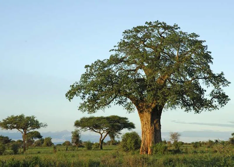 Tambarani 3