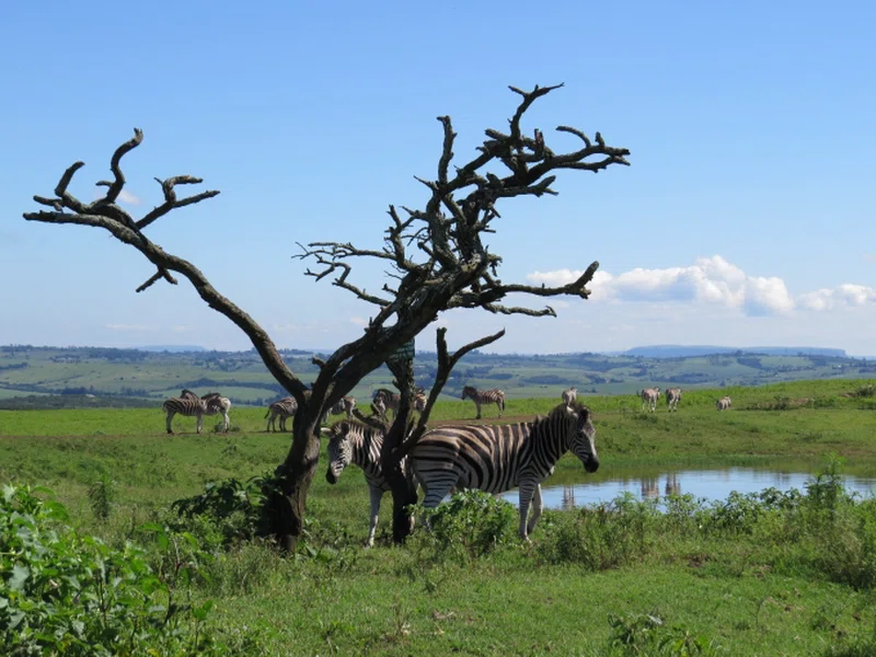 Tala Private Game Reserve 2