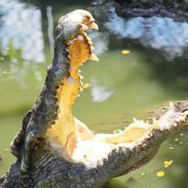 Crocodile Rocks 5