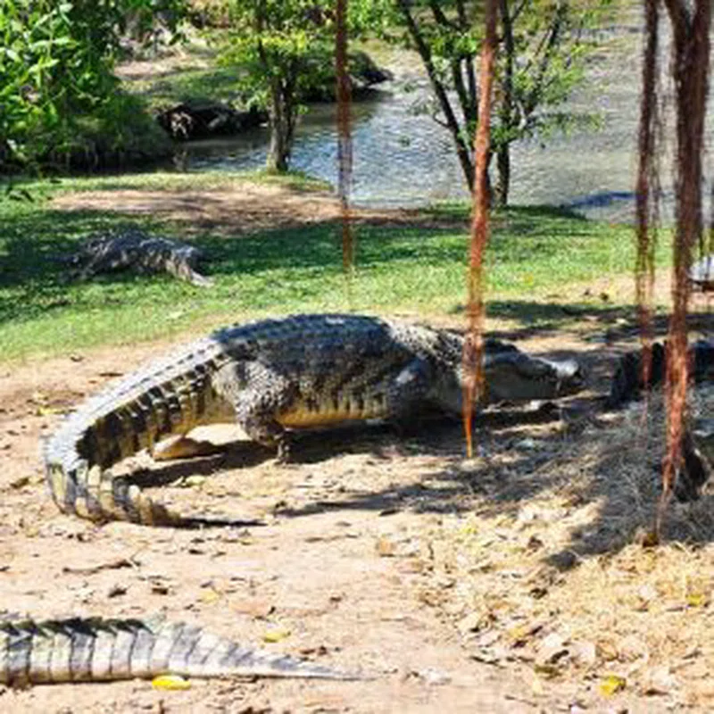 Crocodile Rocks 4
