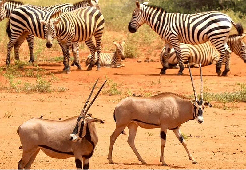 Taita Wildlife Sanctuary 3