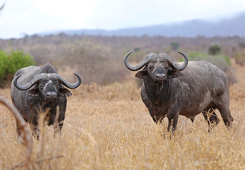 Taita Wildlife Sanctuary 5