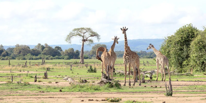 Zimanga Private Game Reserve 4