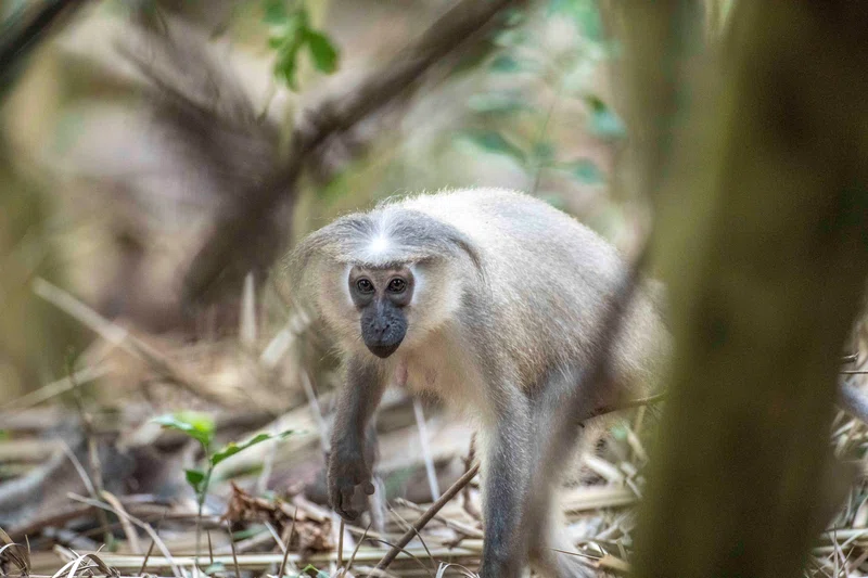 Tana River Primate Reserve 3