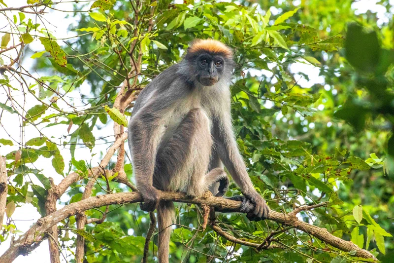 Tana River Primate Reserve 4
