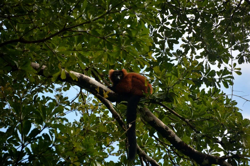 Nosy Mangabe National Park 3