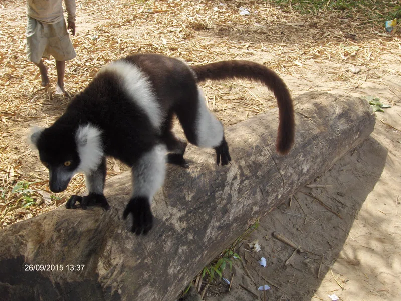 Nosy Mangabe National Park 2