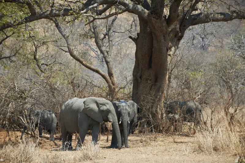 Vwaza Marsh Wildlife Reserve 2
