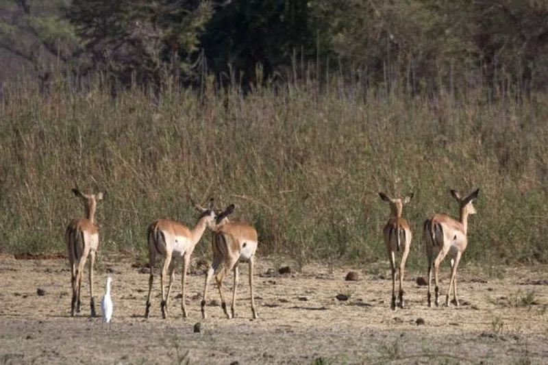 Vwaza Marsh Wildlife Reserve 4