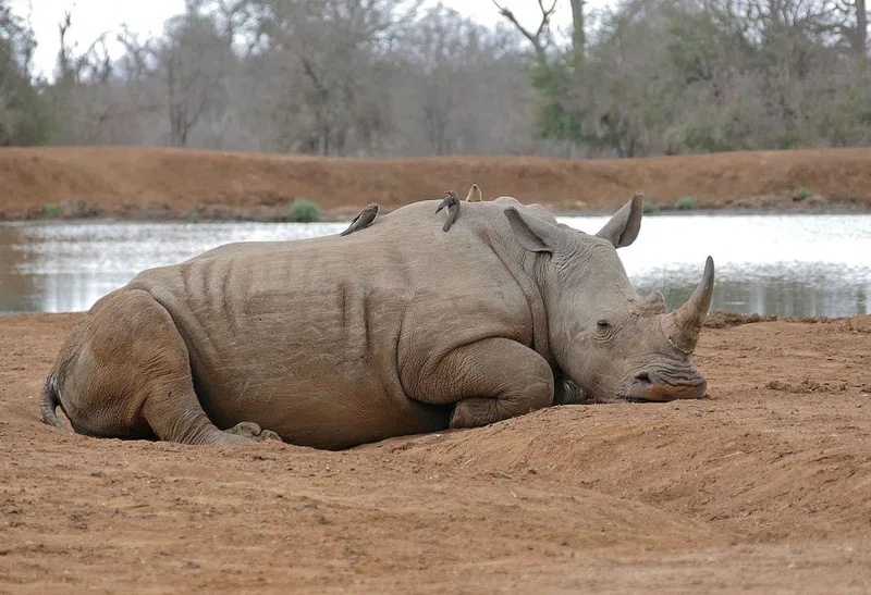 Mbuluzi Game Reserve 2