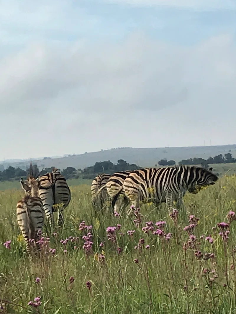 Rietvlei Nature Reserve 3