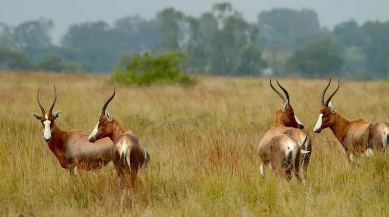 Rietvlei Nature Reserve 5
