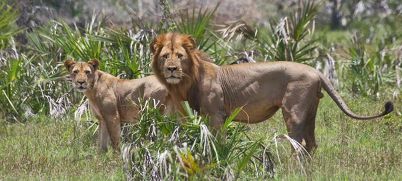 Dodori National Reserve 2