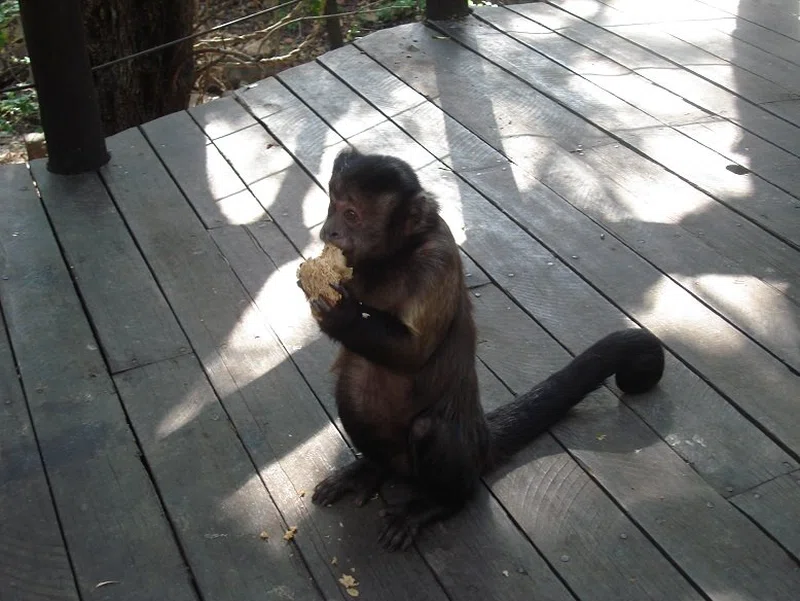 Bush Babies Monkey Sanctuary 5