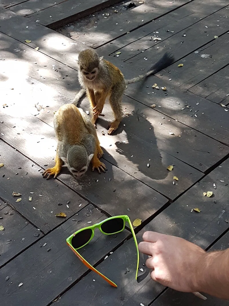 Bush Babies Monkey Sanctuary 2