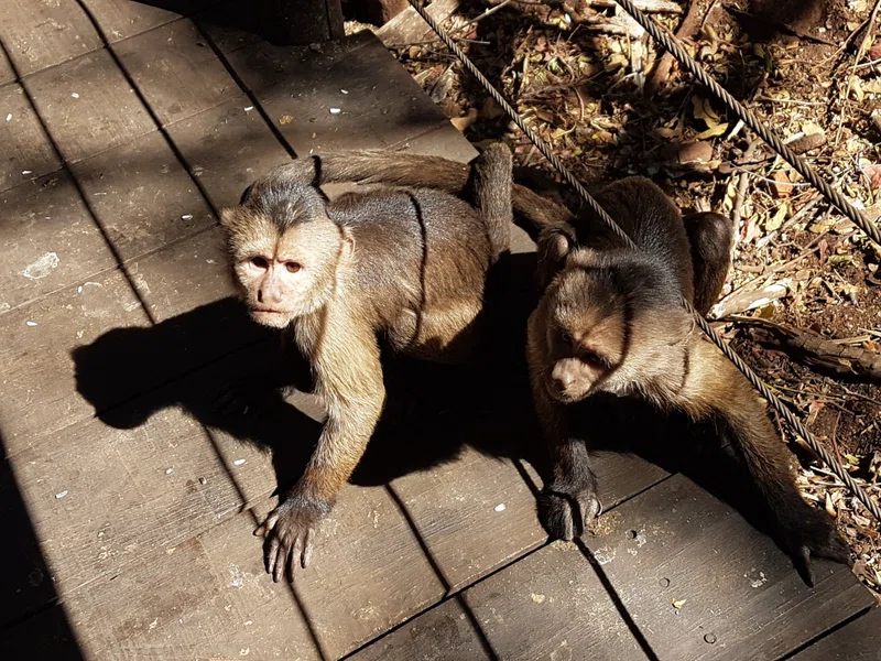 Bush Babies Monkey Sanctuary 3