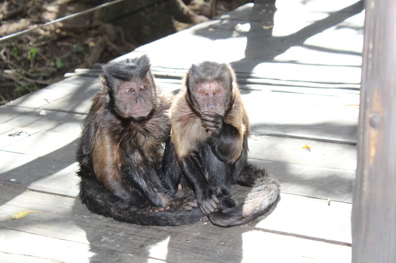 Bush Babies Monkey Sanctuary 4