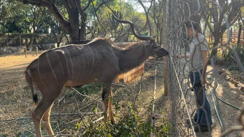 Chipangali Wildlife Orphanage 4