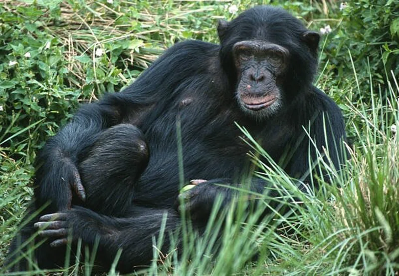Uganda Wildlife Education Center 2