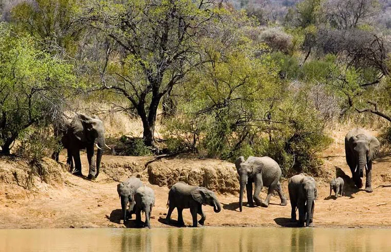 Amakhosi Game Reserve 3