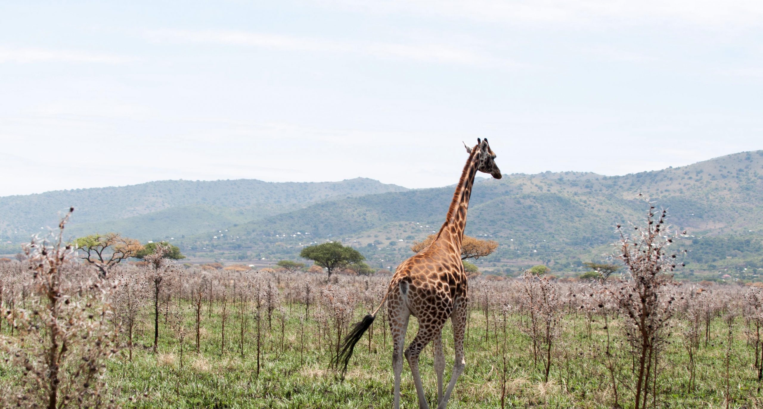 Giraffes are a common sighting